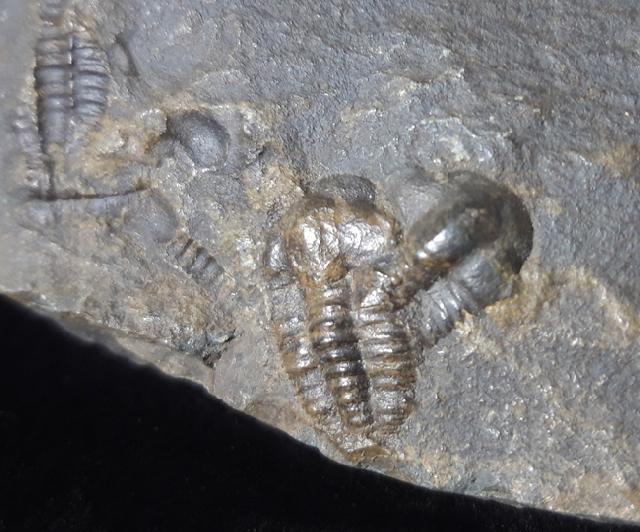 Ellipsocephalus hoffi (SCHLOTHEIM 1823) - Bild © FossNet FossilienStore